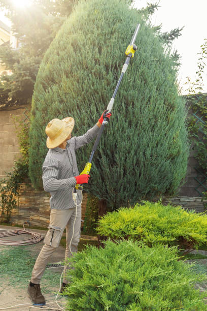 Best Weed Control  in Auburn, CA